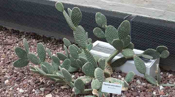 Bunny Ears Cactus