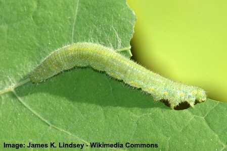 Cabbage White Butterfly Caterpillar