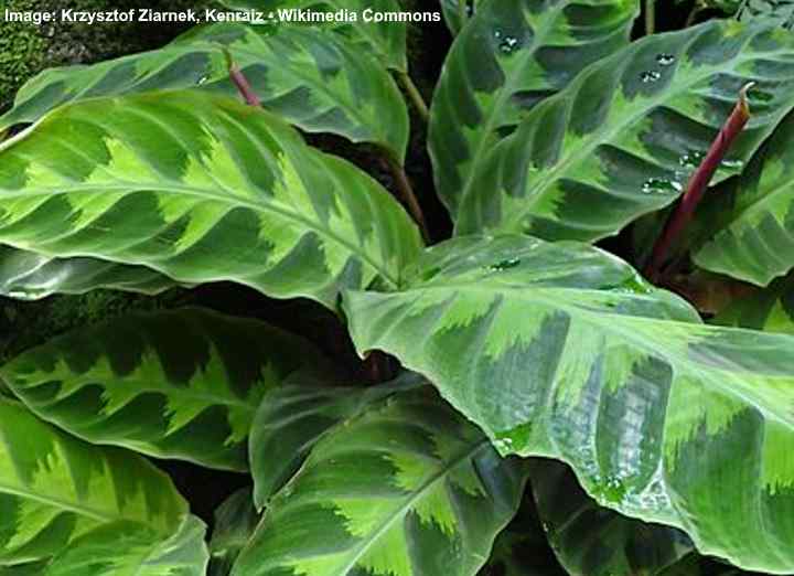 calathea warscewiczii varieties underside rattlesnake