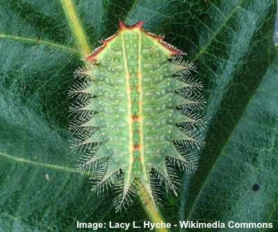 Crowned Slug Caterpillar Isa textula