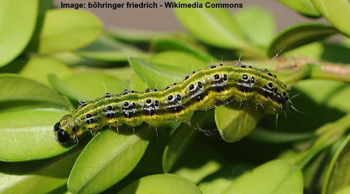 Box Tree Caterpillar (Cydalima perspectalis)