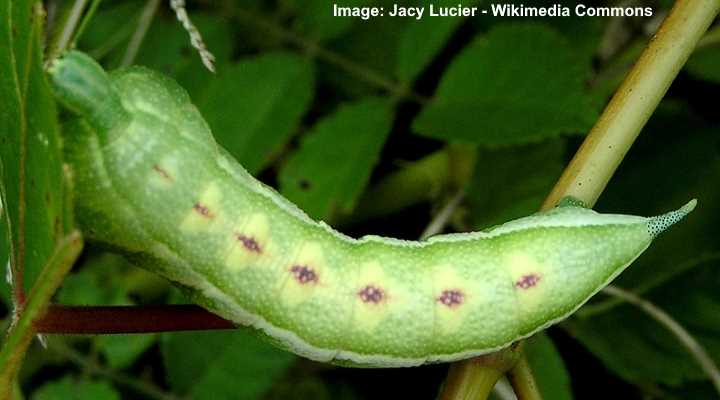 Virginia Creeper Sphinx Moth Caterpillar (Darapsa Myron)