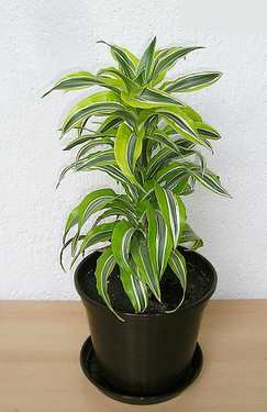 Dracaena (Dracaena Deremensis)