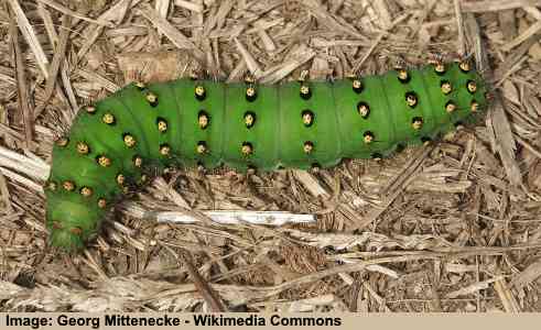 Emperor Moth Caterpillar