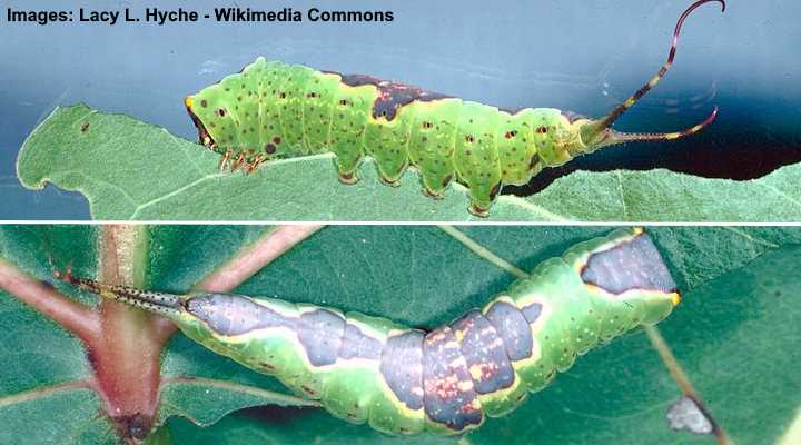 Gray Furcula Moth Caterpillar (Furcula cinerea)