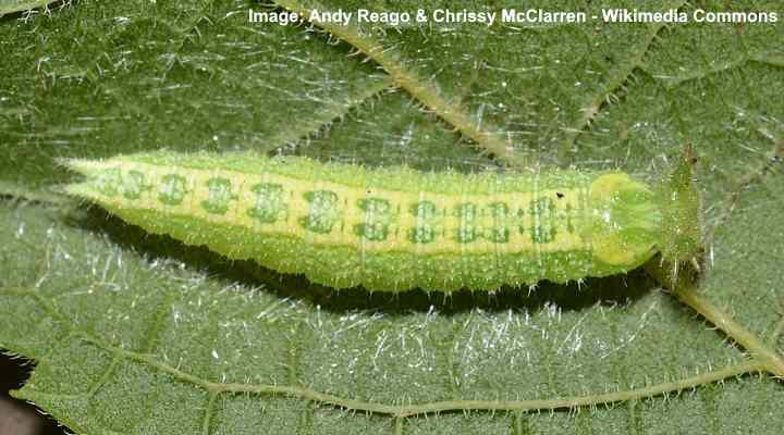 Hackberry Emperor Caterpillar (Asterocampa celtis)