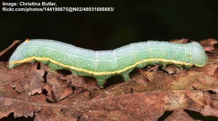 Georgian Prominent Caterpillar (Hyperaeschra georgica)