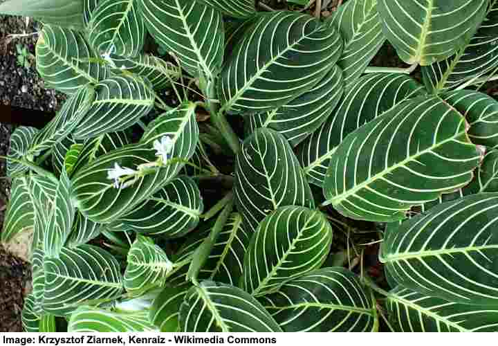 Prayer plant 'Marisela' - Maranta leuconeura 'Marisela'