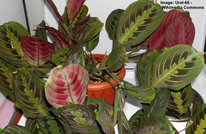 red prayer plant - Maranta leuconeura 'erythroneura'