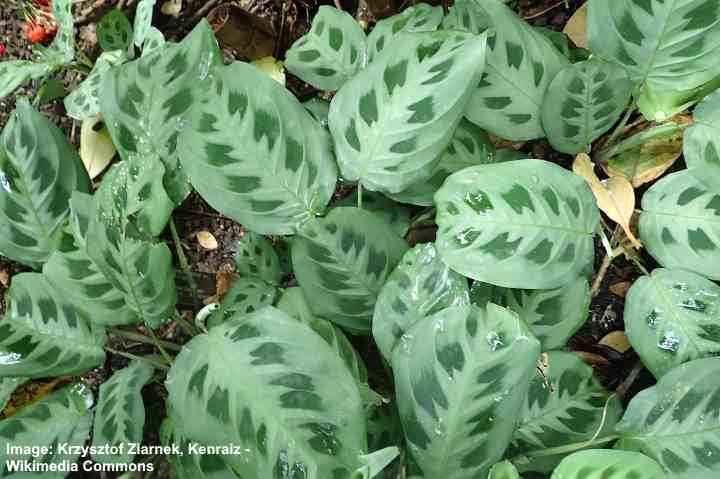 Rabbit's fot prayer plant - Maranta leuconeura 'kerchoveana'