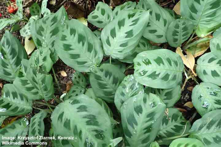 Prayer Plant (Maranta Plant): Ultimate Care Guide