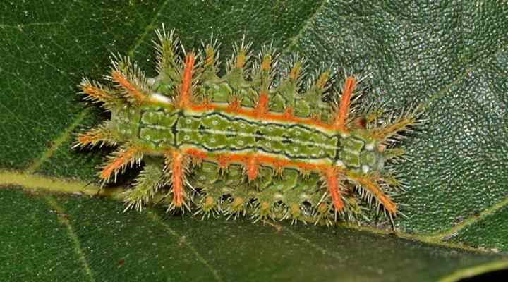 Oak slug caterpillar (Euclea delphinii)