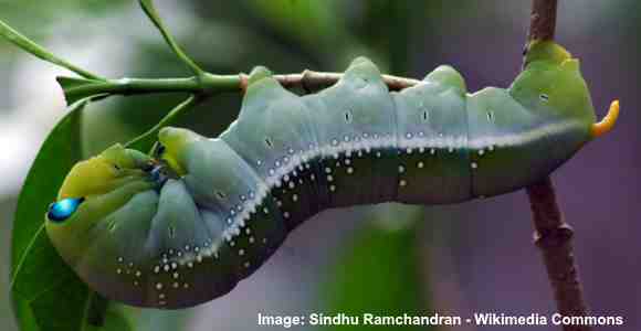 Oleander hawk moth (Daphnis nerii)