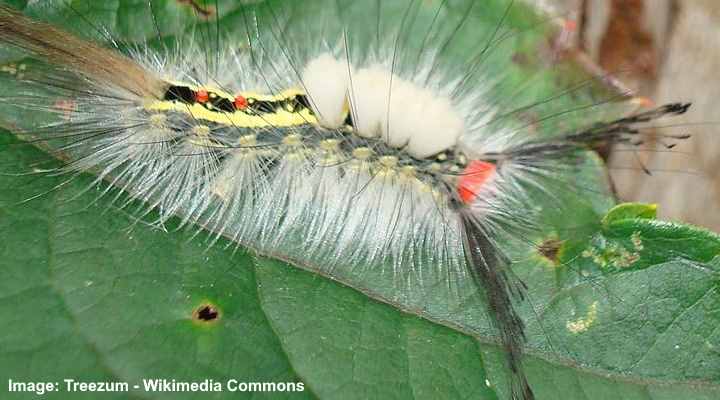 White-Marked Tussock Caterpillar (Orgyia leucostigma)