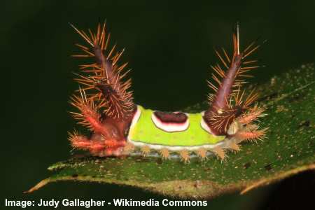 Saddleback Caterpillar