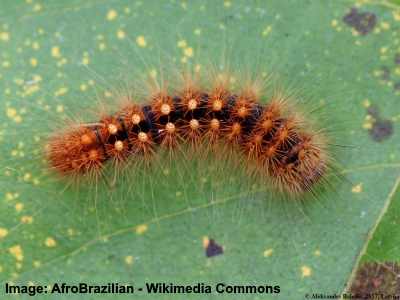 Scarce Dagger Caterpillar