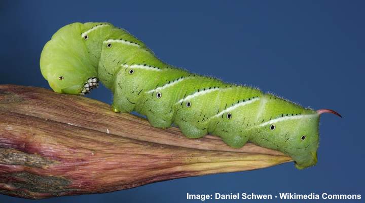 50 Green Caterpillars (with Pictures): Identification Guide