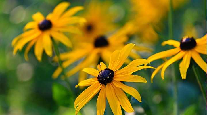 Rudbeckia