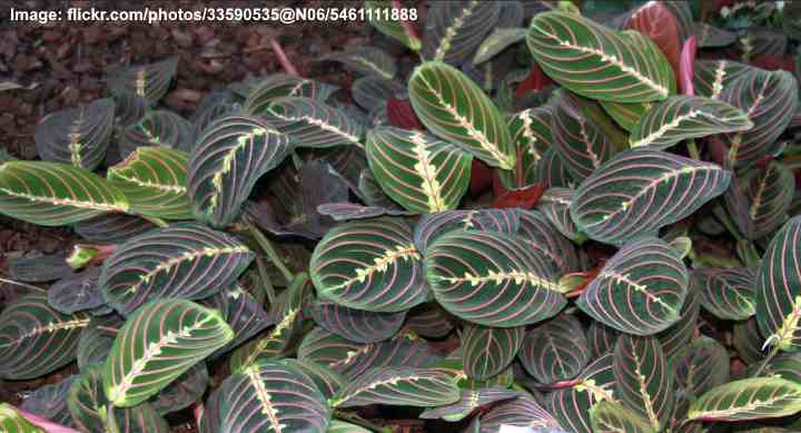 black prayer plant - Maranta leuconeura 'leuconeura'