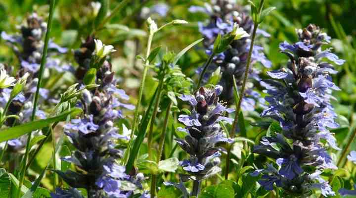 Ajuga