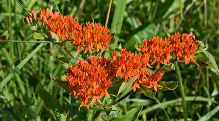 Asclepias Tuberosa