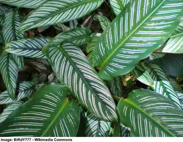 pinstripe calathea