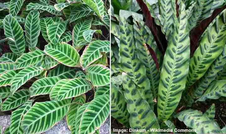 calatheas