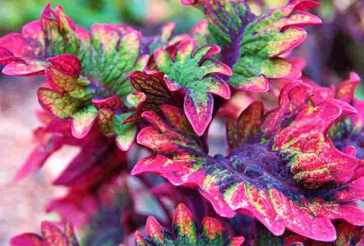 Coleus Care: How to Grow Colorful Coleus Plant (Extensive Guide)