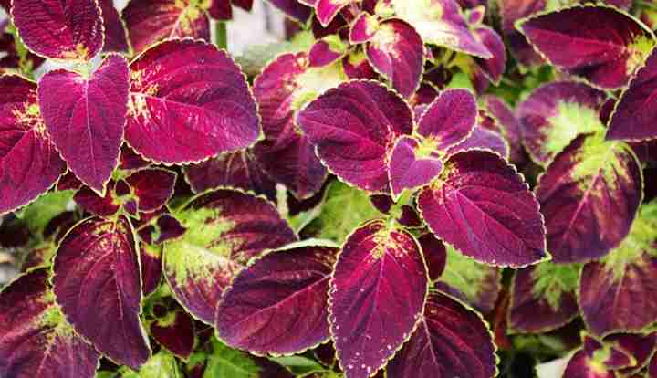 Coleus Care: How to Grow Colorful Coleus Plant (Extensive Guide)