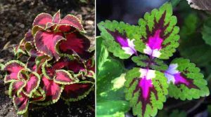 Coleus Care: How To Grow Colorful Coleus Plant (Extensive Guide)