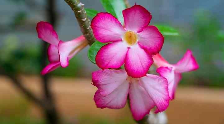 Adenium Obesum