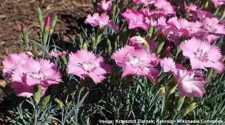 dianthus plumarius