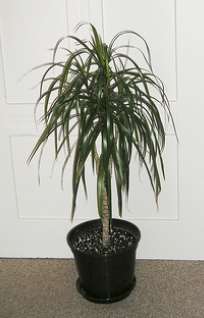 Dragon Tree (Dracaena Marginata)