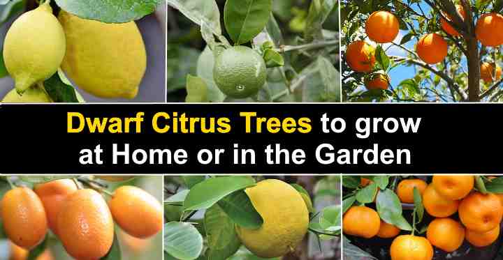 Semi Dwarf Fruit Trees : 14 Dwarf Fruit Trees To Create A Mini Orchard On Your Patio / Range is mostly achieved by summer pruning, not by rootstock selection.