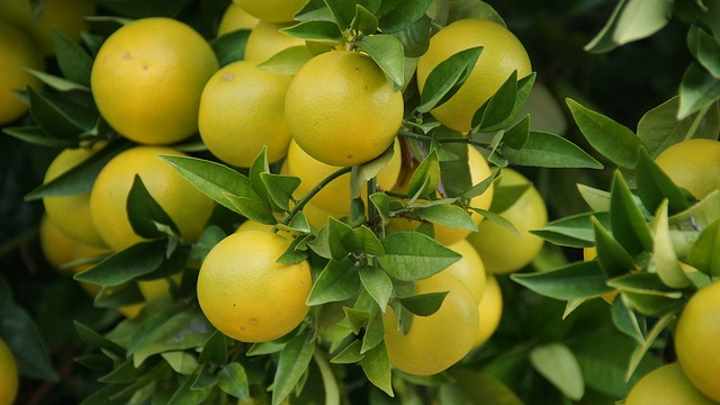 small grapefruit tree