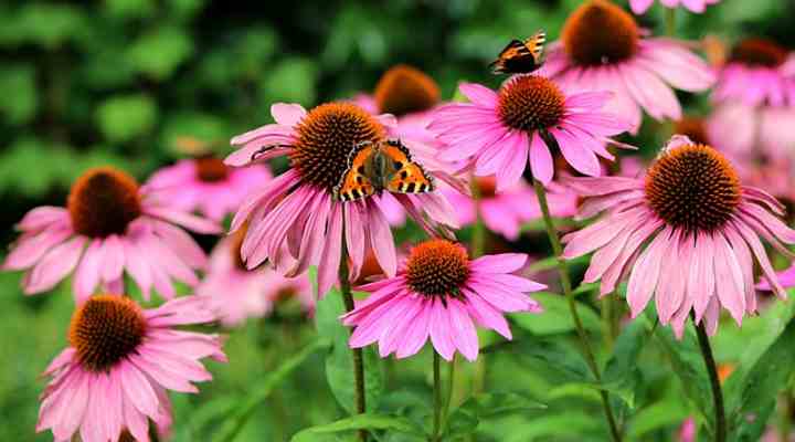 Coneflowers