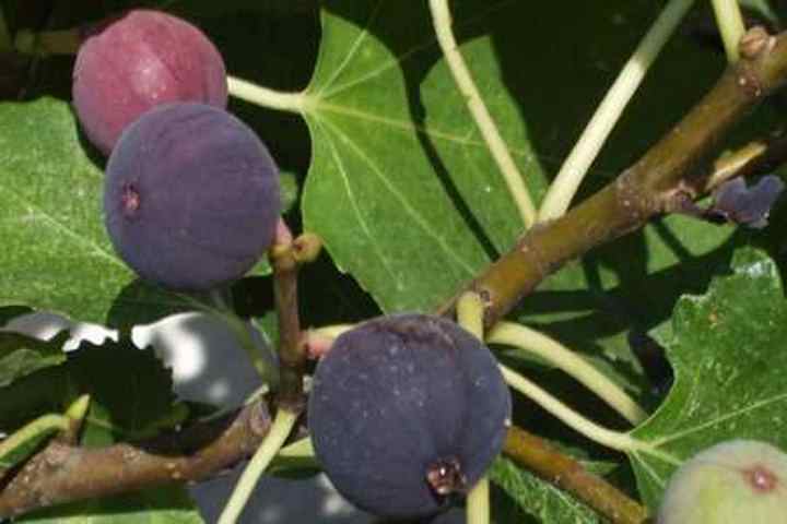 dwarf-fruit-trees-to-grow-indoors-or-outdoors-with-pictures