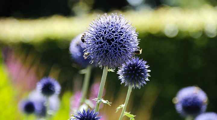 globe thistle