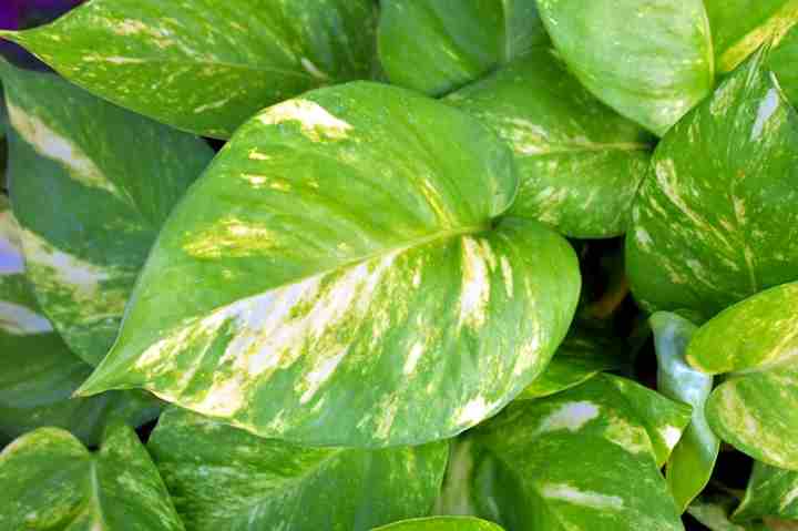 Pothos dorados