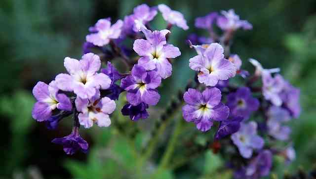 The Best Fragrant Flowers White Purple And More With Pictures