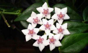 Hoya Plant Care: How to Grow Hoya Varieties (Wax Plant)