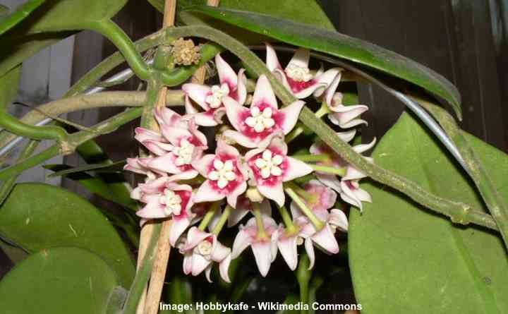 Wax plant in 10 cm pot Hoya Hoya leucorhoda 