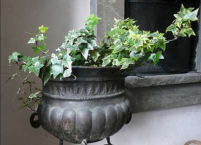 Ivy Plant