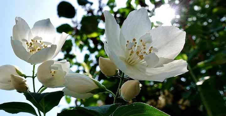 The Best 29 Fragrant Flowers White