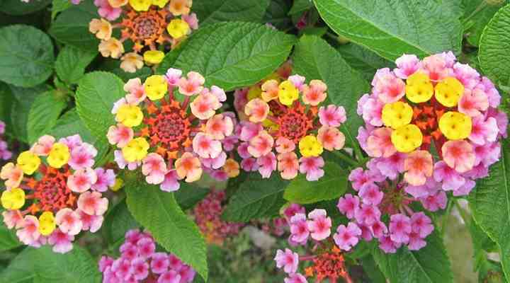 lantana