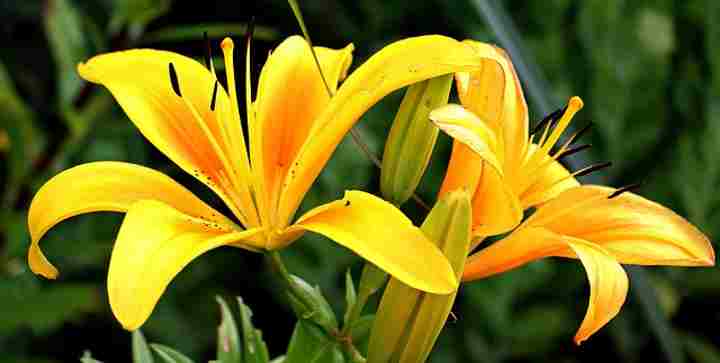 long blooming perennial lily plant with yellow flowers