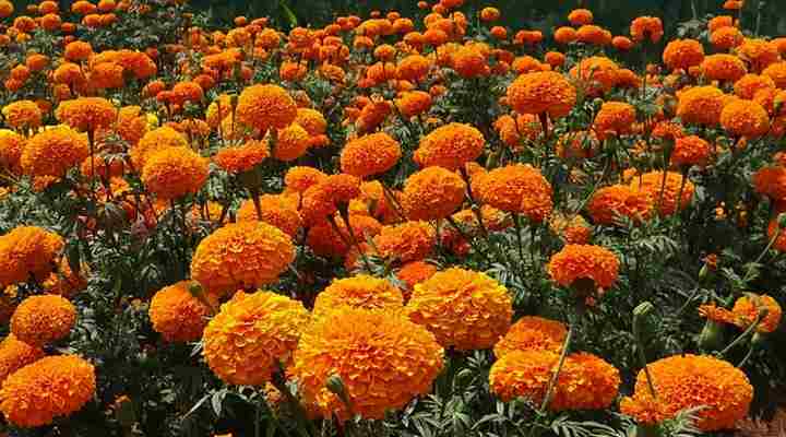 Tagetes