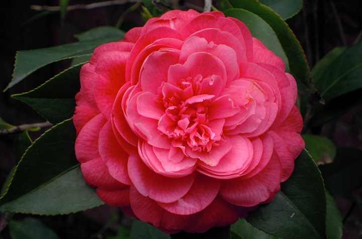 Middlemist Red (Camellia)