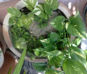 Golden Pothos (Epipremnum Aureum)