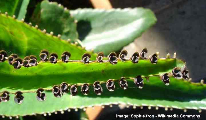 mother of thousands